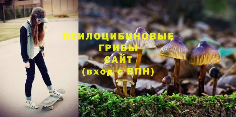 где найти   Алупка  Псилоцибиновые грибы Cubensis 